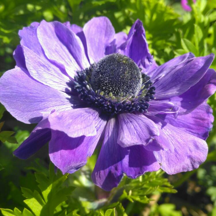 plant image 1309731 plant image 1309731