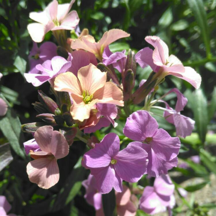 plant image 1309743 plant image 1309743