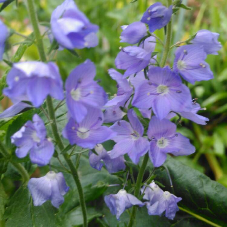 plant image 1312915 plant image 1312915