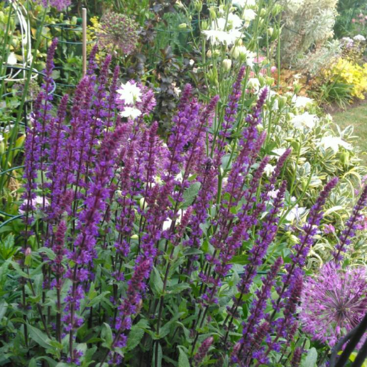 plant image 1312921 plant image 1312921