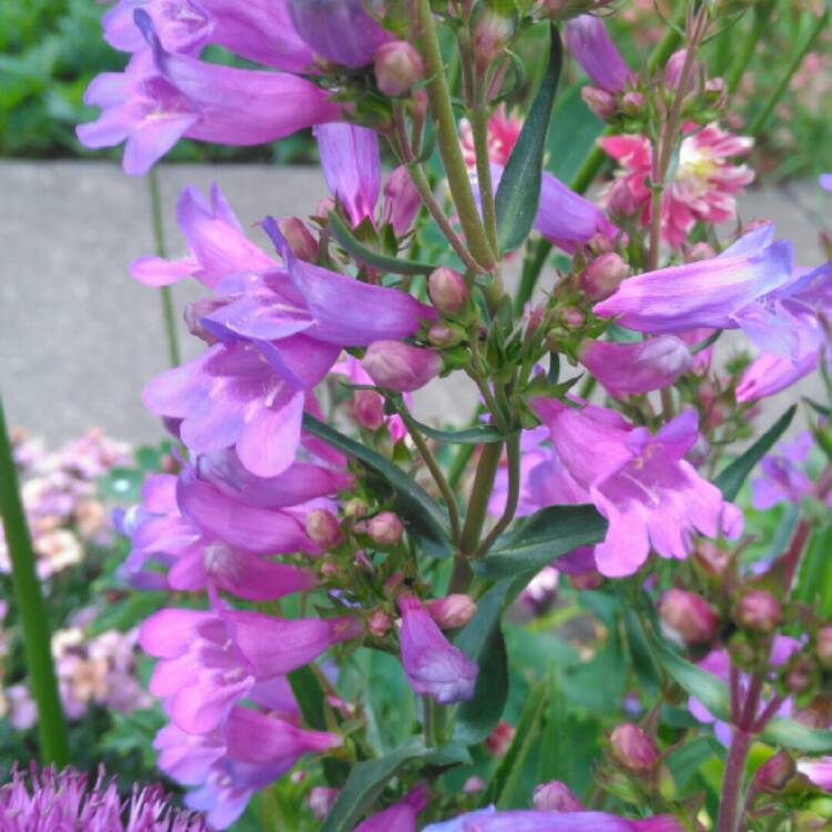 plant image 1312926