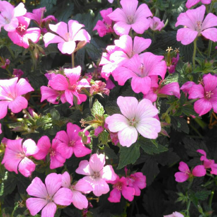 plant image 1313172 plant image 1313172