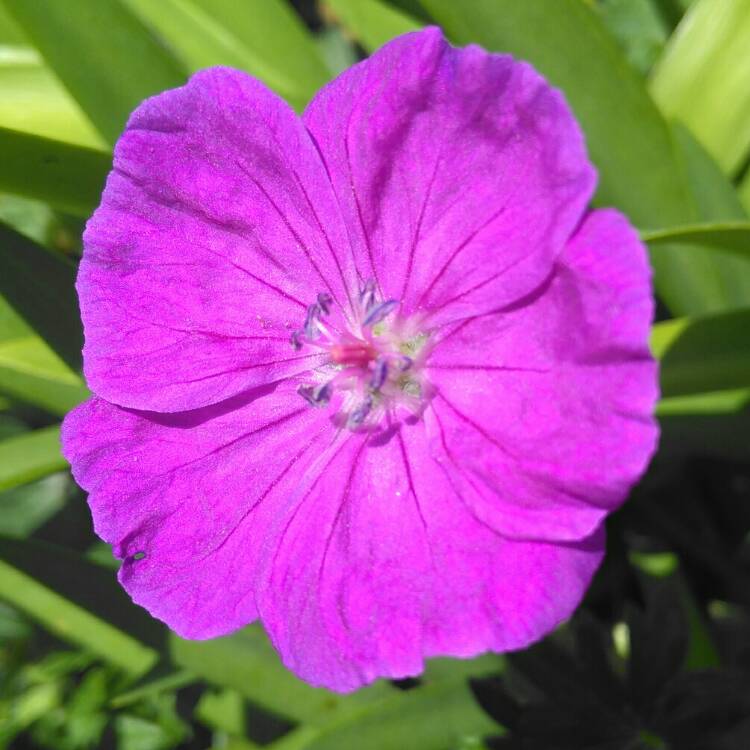 Plant image Geranium sanguineum 'Max Frei'