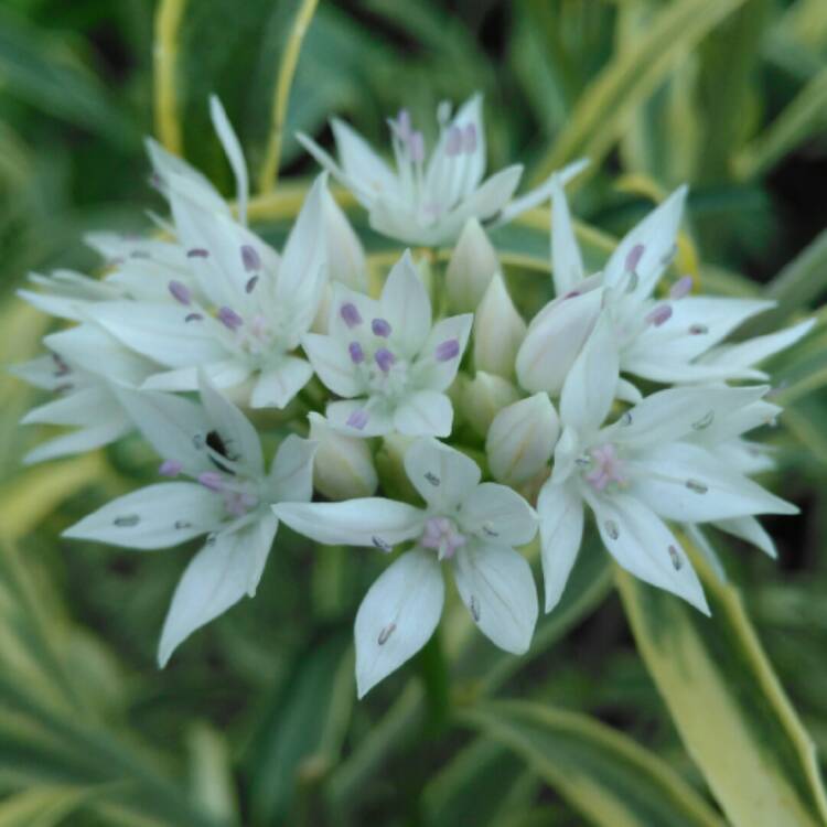 plant image 1313573 plant image 1313573
