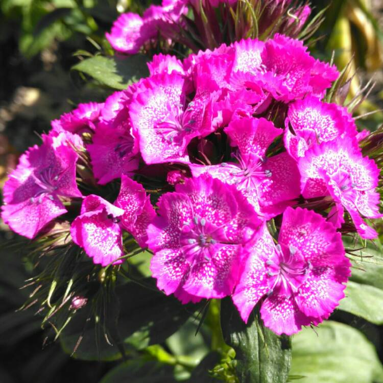 plant image 1318863