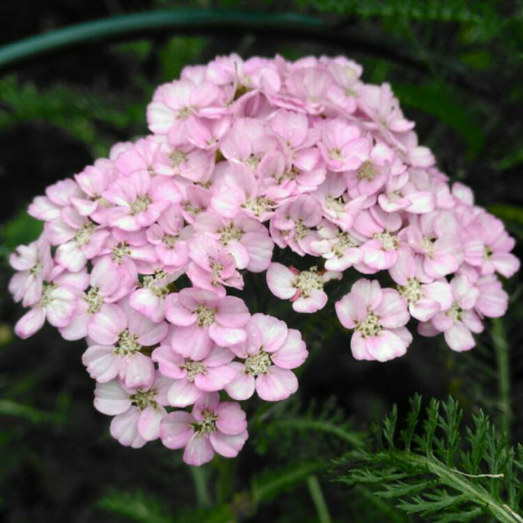 plant image 1320520 plant image 1320520