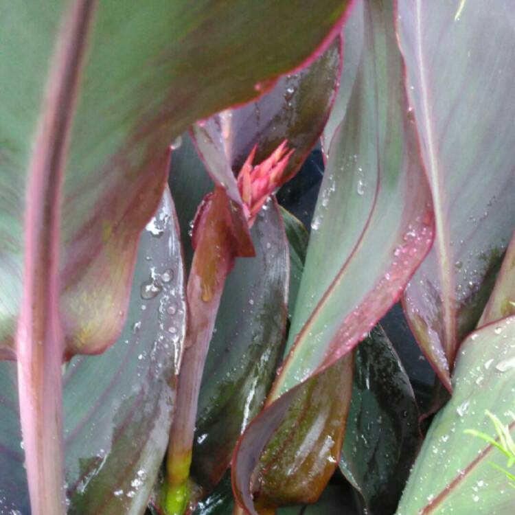plant image 1321246 plant image 1321246