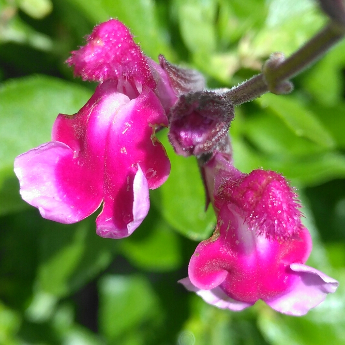 plant image 1321595 plant image 1321595