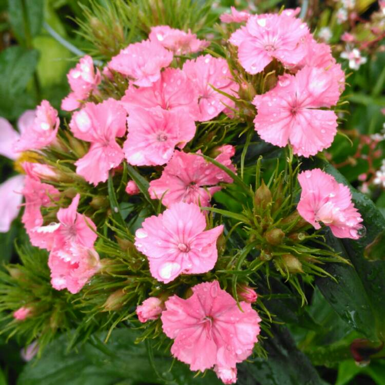 Plant image Dianthus barbatus