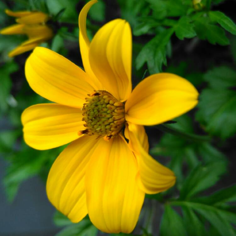 plant image 1324341 plant image 1324341