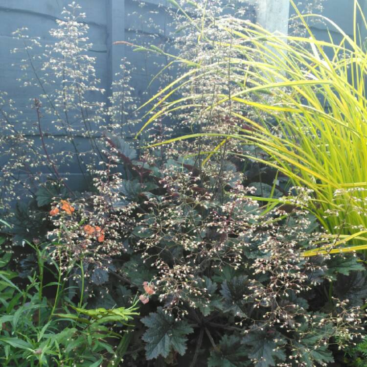plant image 1324736 plant image 1324736