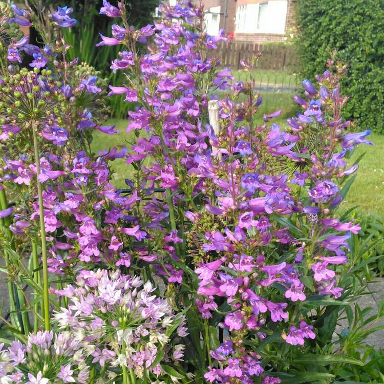 Plant image Penstemon 'Heavenly Blue'