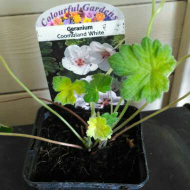 Geranium 'Coombland White'