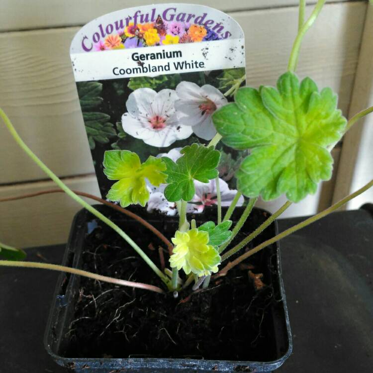 plant image 1325815