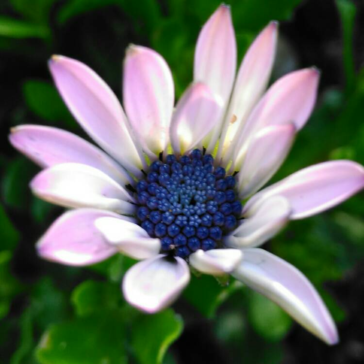 plant image 1325982 plant image 1325982