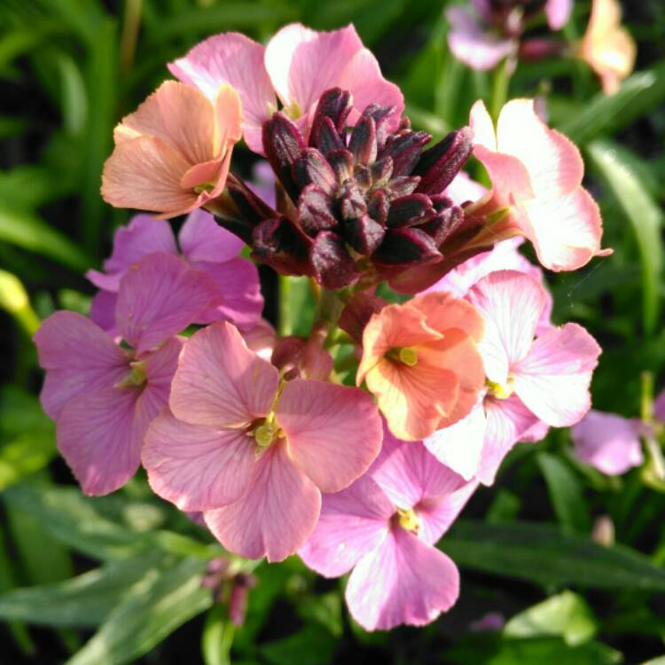plant image 1329001 plant image 1329001