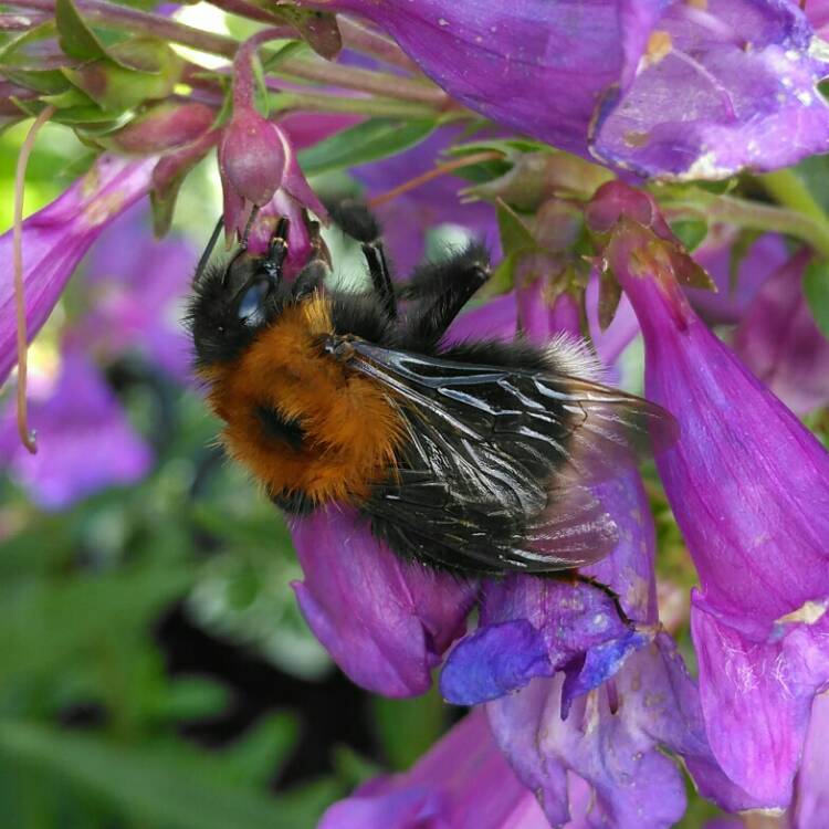 plant image 1329385