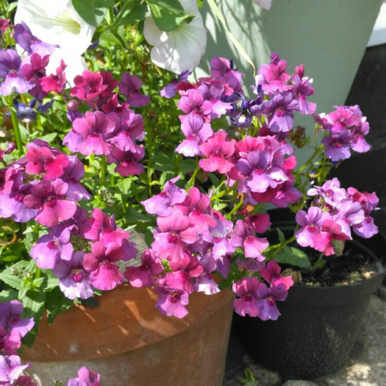 plant image 1329387 plant image 1329387