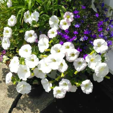 Petunia 'Revolution White' (Surfinia Series) syn. Petunia 'White'