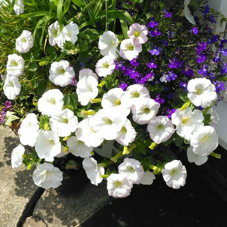 Plant image Petunia 'Revolution White' (Surfinia Series) syn. Petunia 'White'