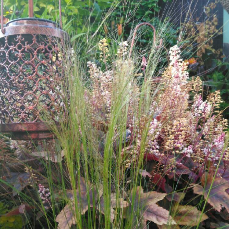 plant image 1330581 plant image 1330581