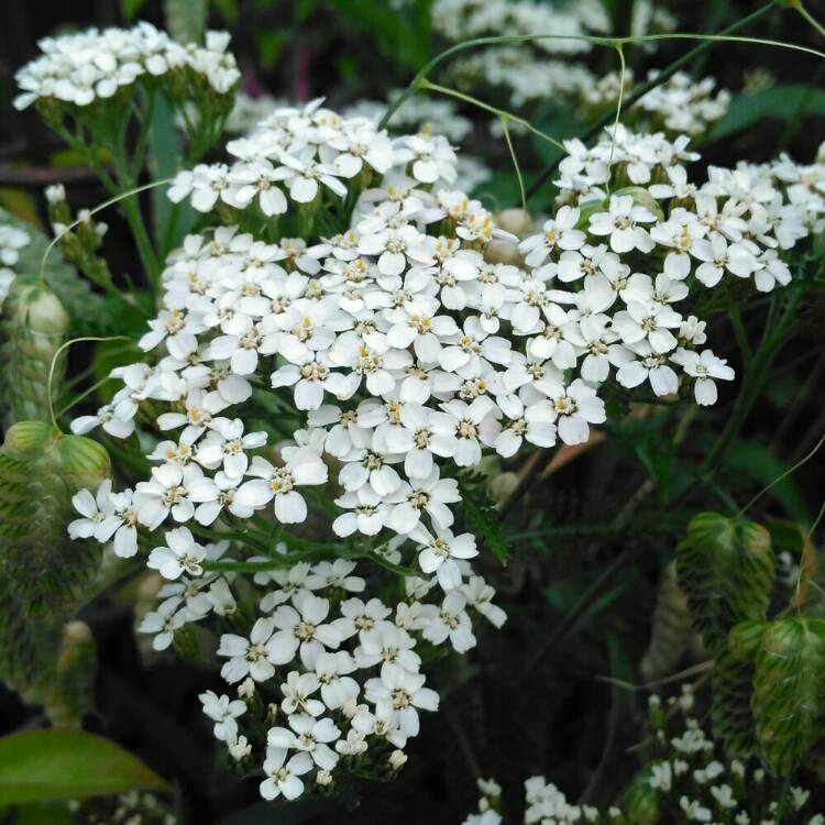 plant image 1331420 plant image 1331420
