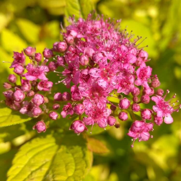 plant image 1331422 plant image 1331422