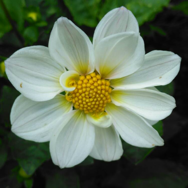 plant image 1331428 plant image 1331428
