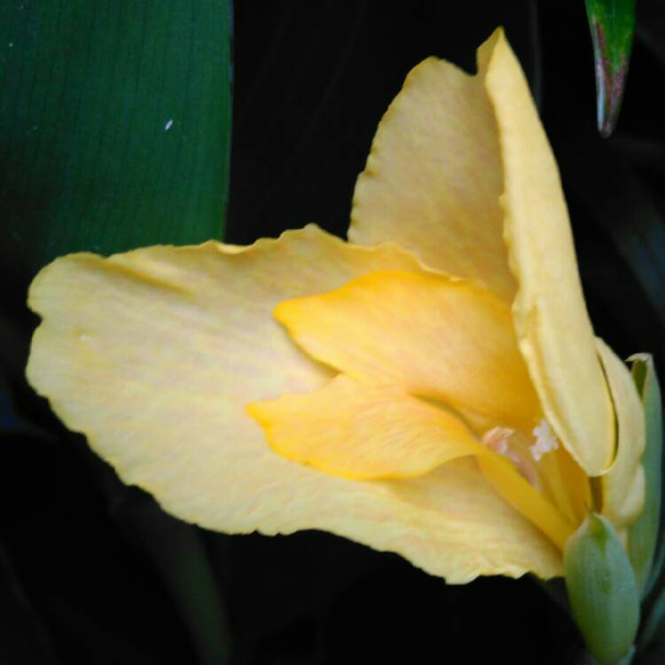 plant image 1331937 plant image 1331937