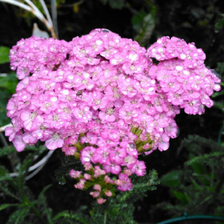 plant image 1334065 plant image 1334065