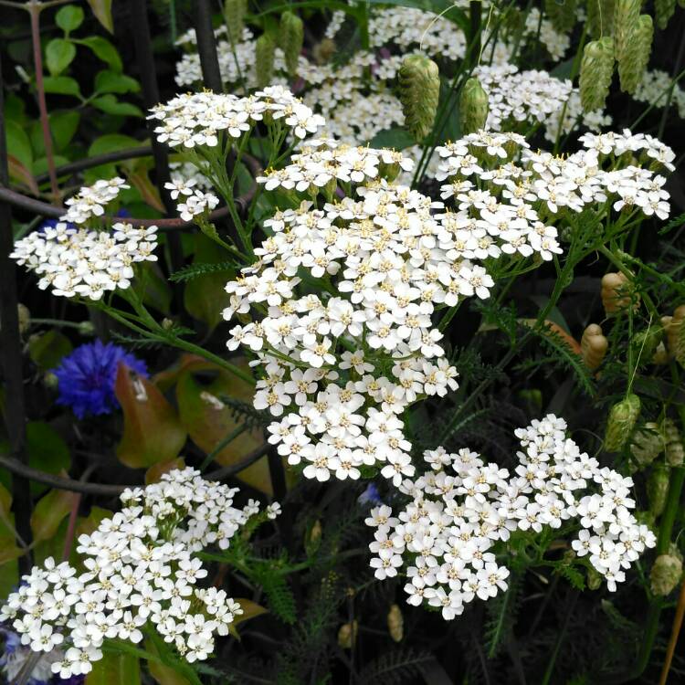 plant image 1335688 plant image 1335688