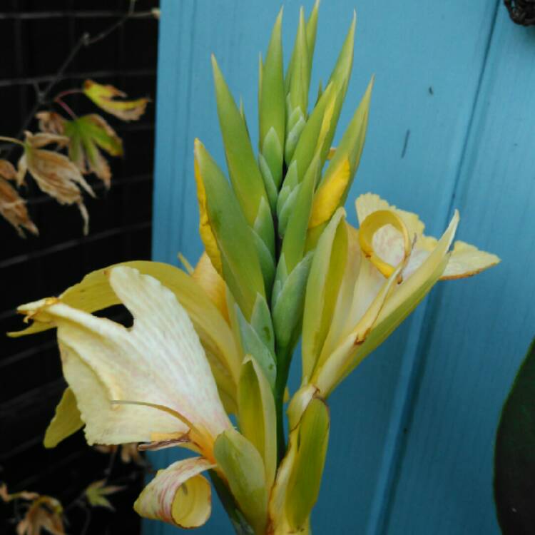 plant image 1337195 plant image 1337195