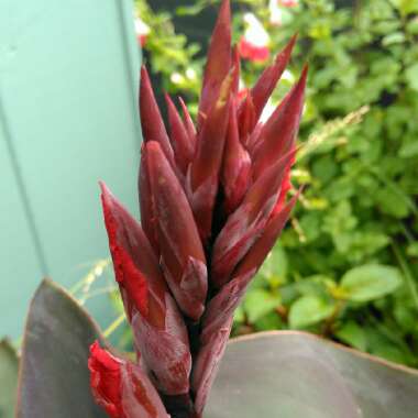 Canna 'Cannova Red Shades' (Cannova Series)