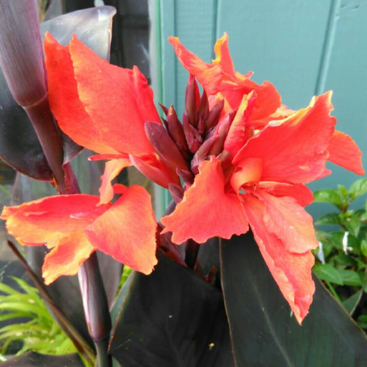 plant image 1341309 plant image 1341309
