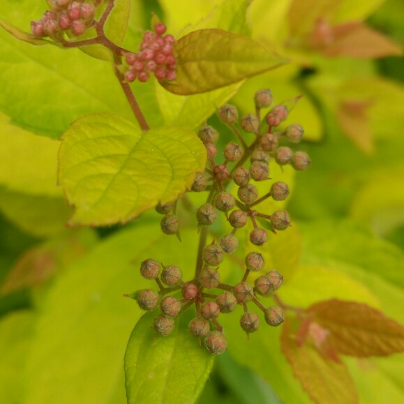 plant image 134208 plant image 134208