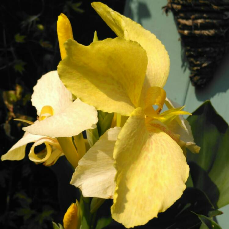 plant image 1342500 plant image 1342500