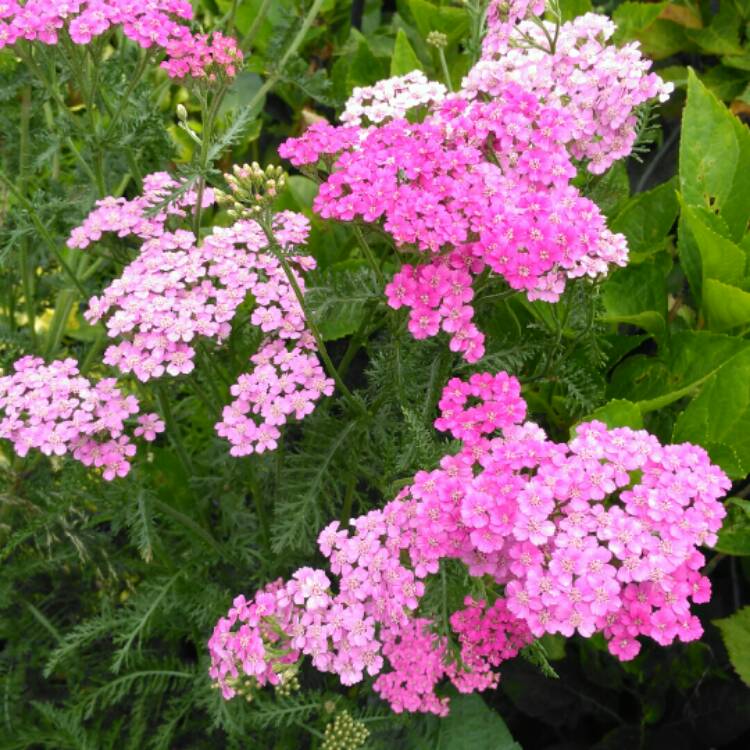plant image 1343623 plant image 1343623