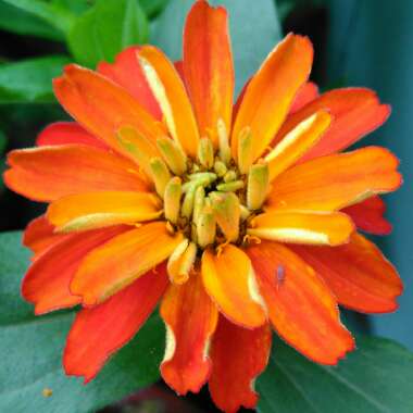 Zinnia elegans 'Inca'