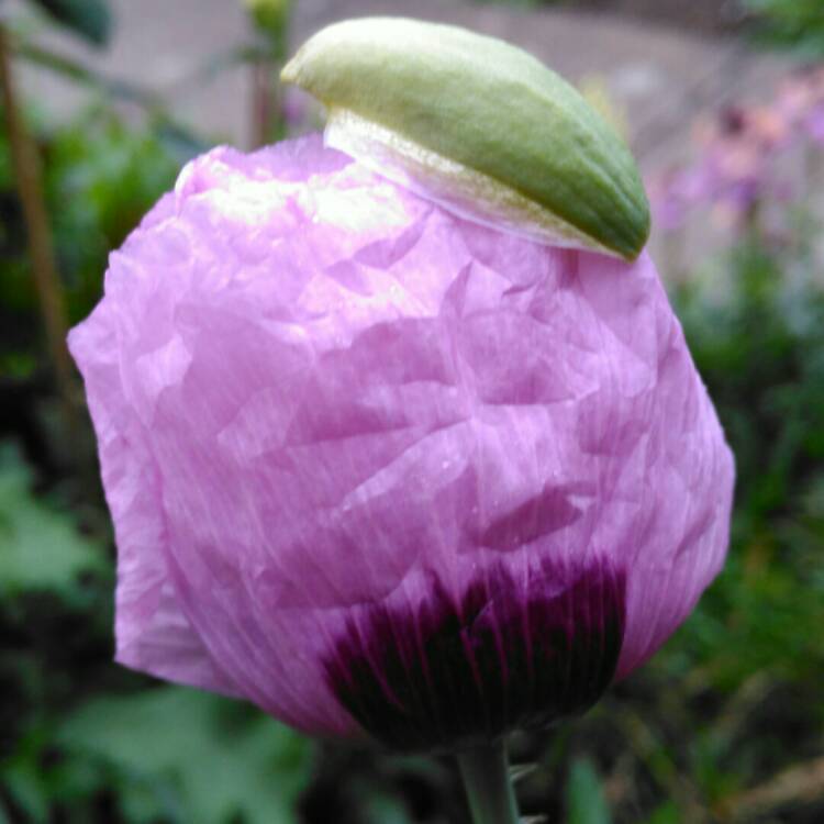 plant image 1345359 plant image 1345359