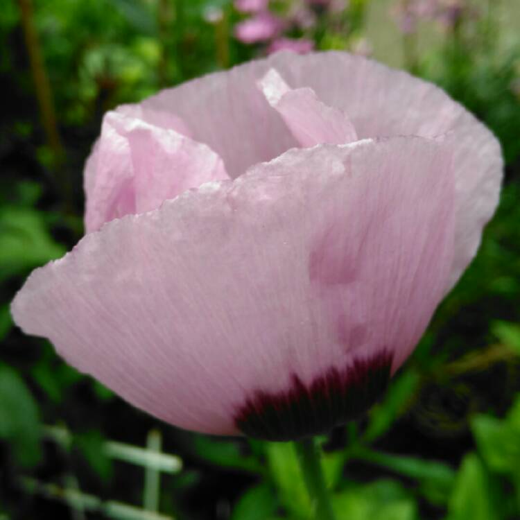 plant image 1345691 plant image 1345691