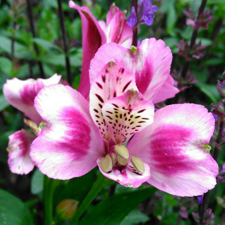 plant image 1347787 plant image 1347787