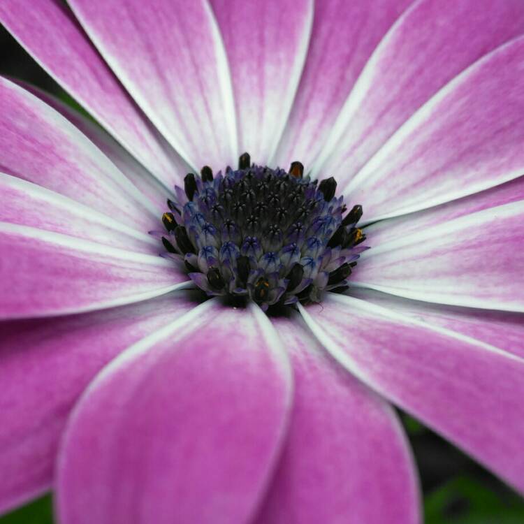 plant image 1347913 plant image 1347913