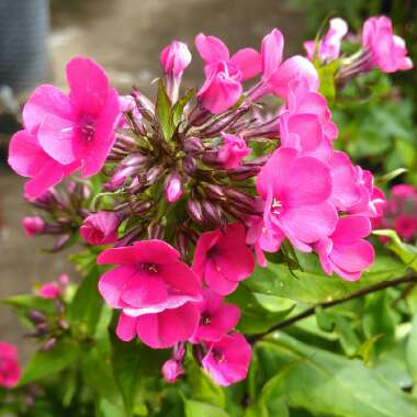 Phlox paniculata 'Twinkle Cerise'
