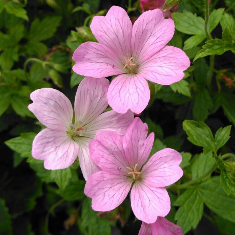 plant image 1348832 plant image 1348832