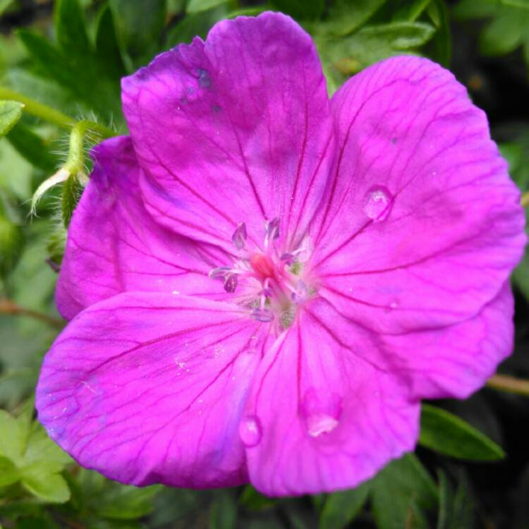 plant image 1348835