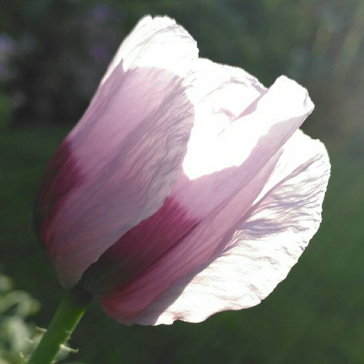 plant image 1350098 plant image 1350098