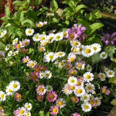 Erigeron karvinskianus 'Stallone'