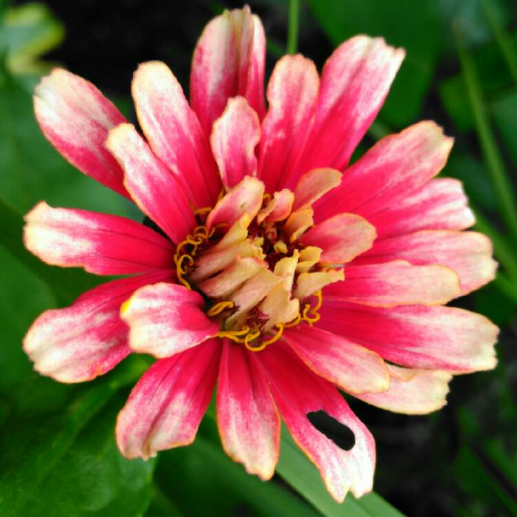 plant image 1351115 plant image 1351115