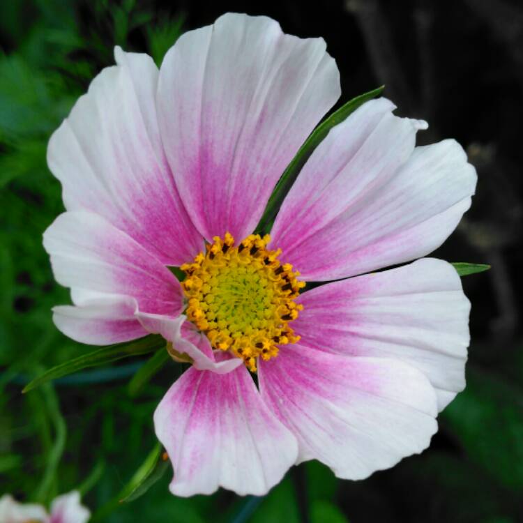 plant image 1351119