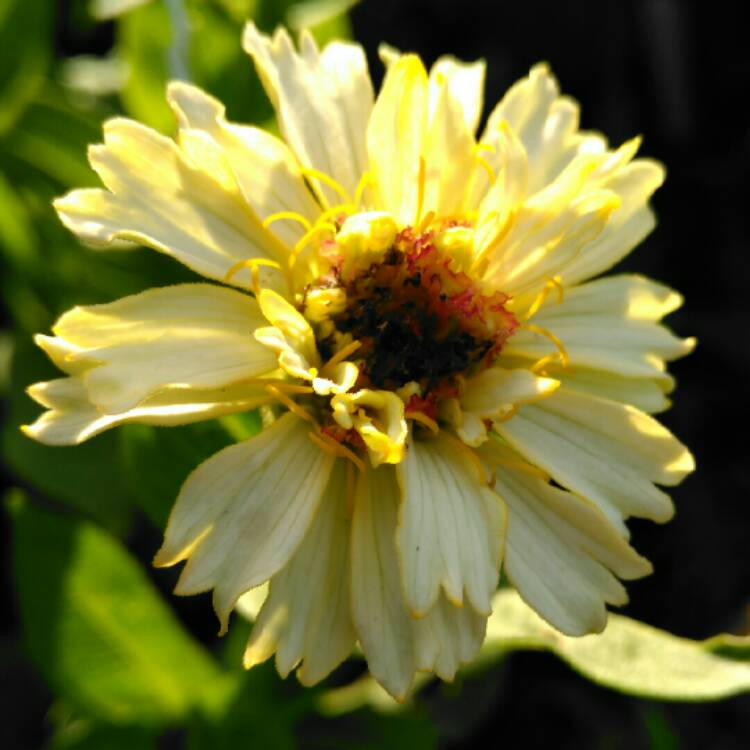 Plant image Zinnia elegans 'Whirligig Mix'